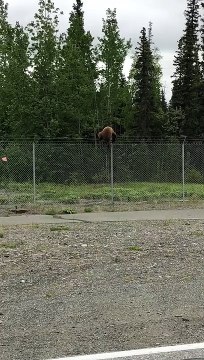 Nimble Bear Climbs a Fence