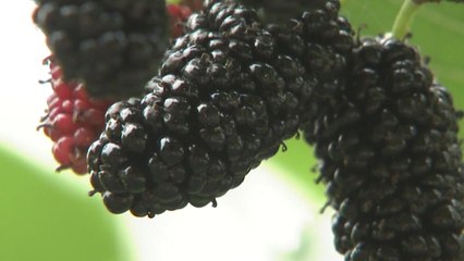 제철맞은 뽕나무 열매 '오디' 수확...6월에 먹어야 제격 / YTN