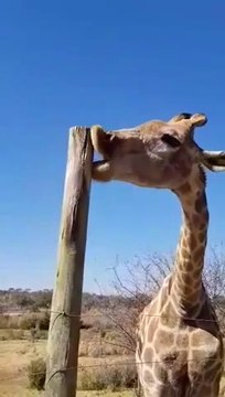 Une Girafe amoureuse... d'un tronc d'arbre !