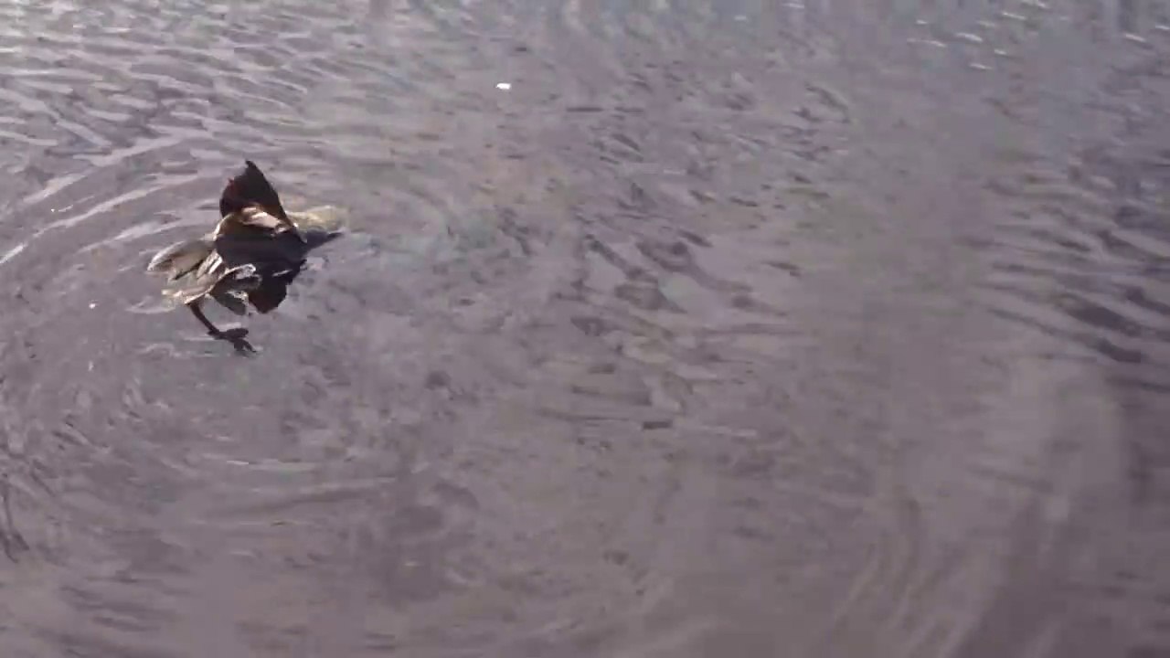 Un brochet trop gourmand essaie d'avaler un gros canard... pas facile