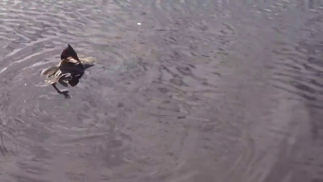 Un brochet trop gourmand essaie d'avaler un gros canard... pas facile