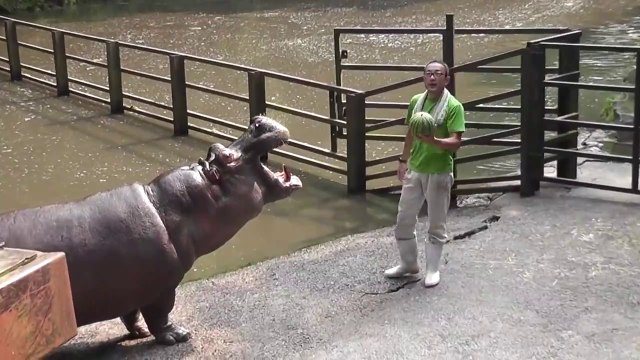 L'heure du repas pour ces hippopotames... Miam des pastèques