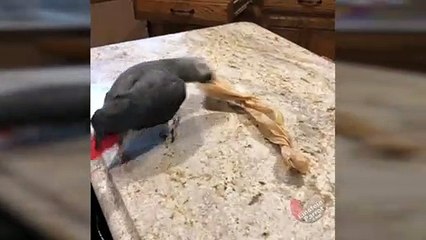 Parrot face-plants while playing with toy