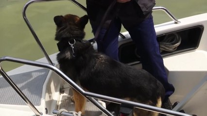 탐지견 추가투입...사고 80km 지점 집중수색 / YTN