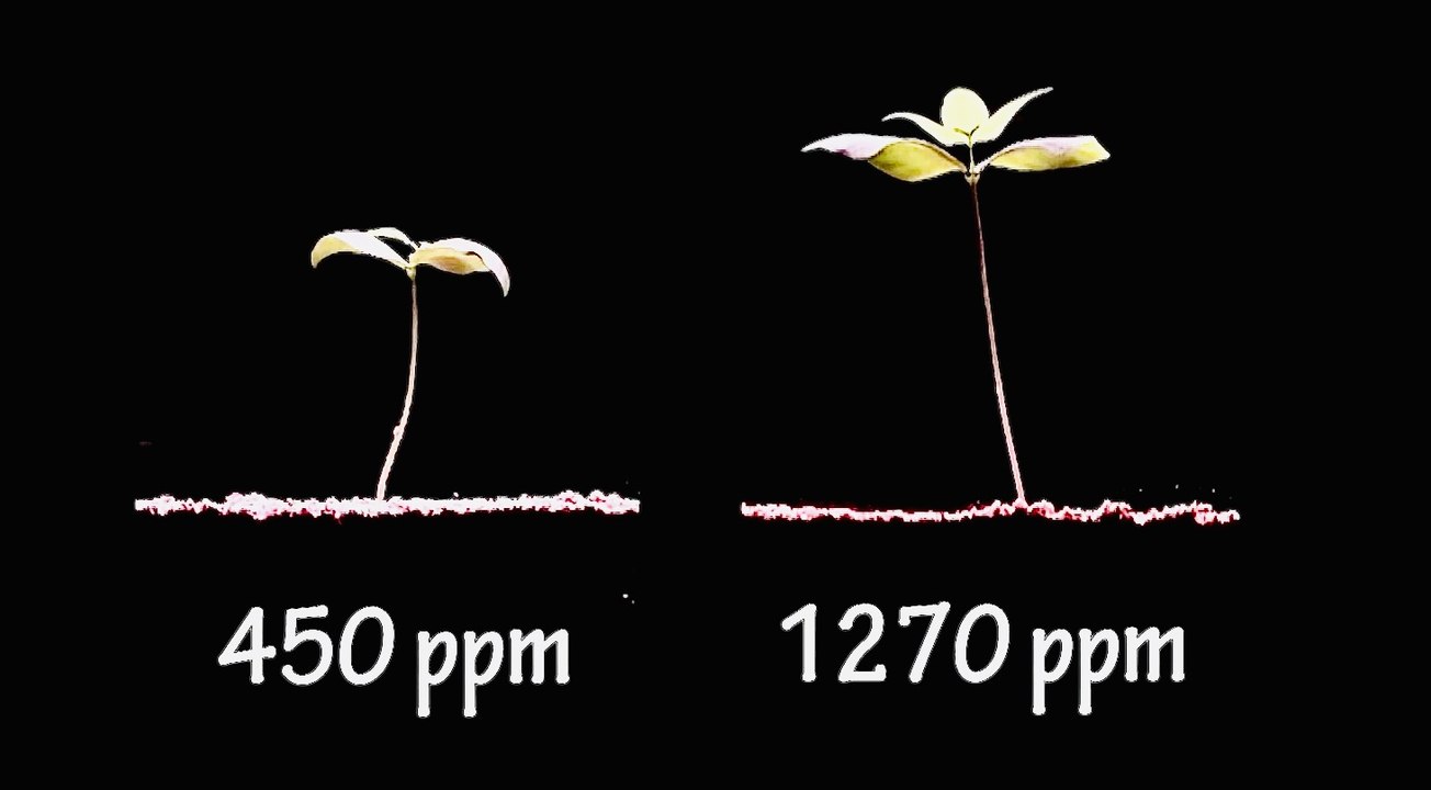 More CO2 is GOOD for Earth -  Seeing is Believing - Time-Lapse Video of 2 Plants Growing at Different CO2 Levels