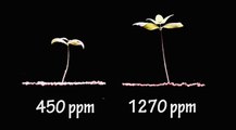 More CO2 is GOOD for Earth -  Seeing is Believing - Time-Lapse Video of 2 Plants Growing at Different CO2 Levels