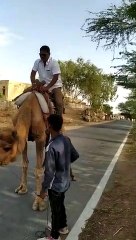 Camel drive fall..funny