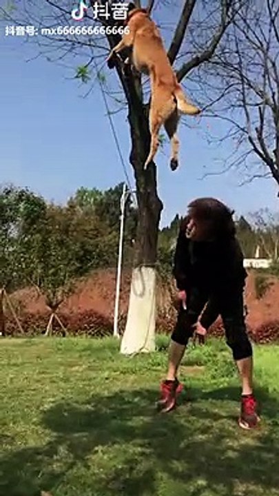 Belgian Malinois, Amazing Athletes!