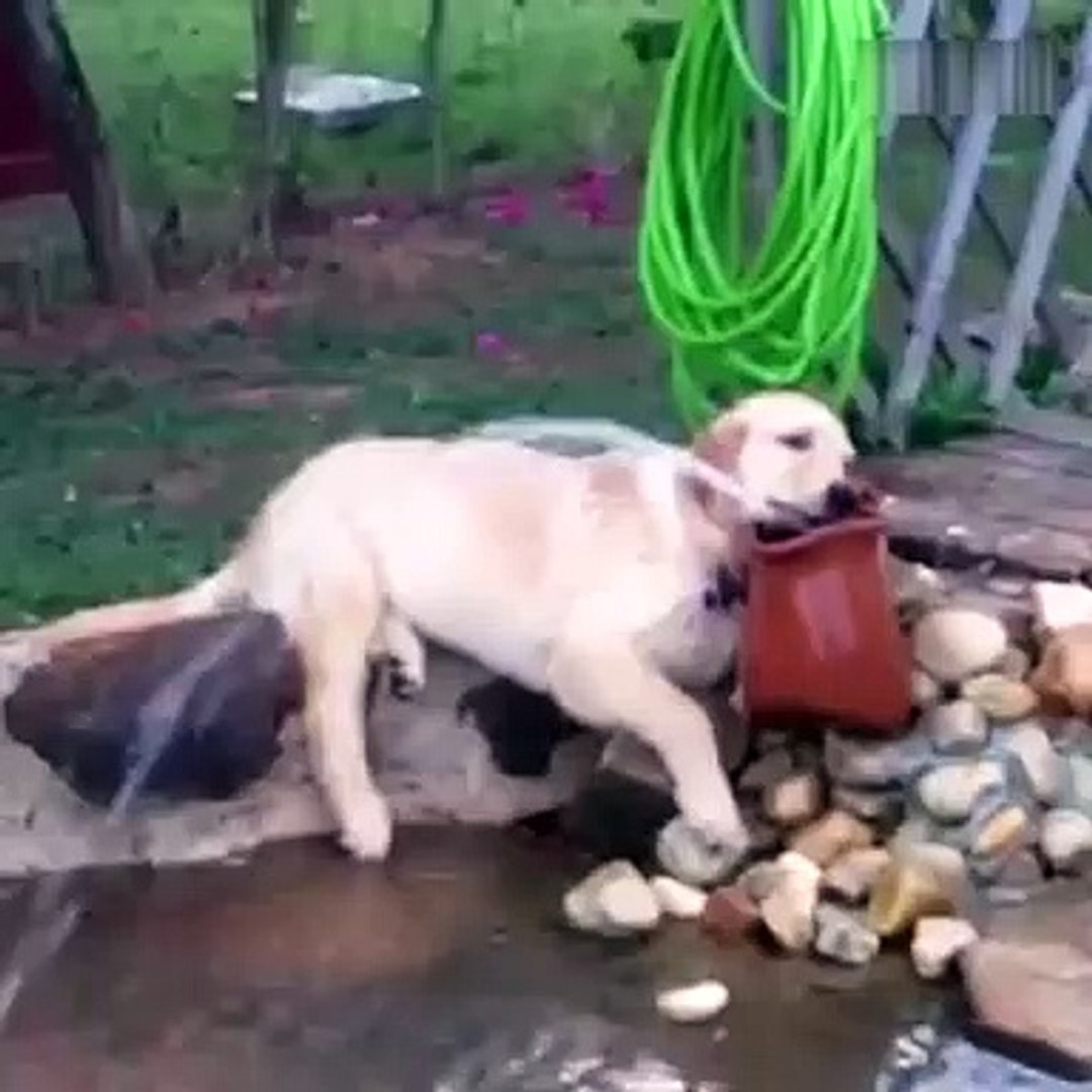 ⁣Lazy Pets