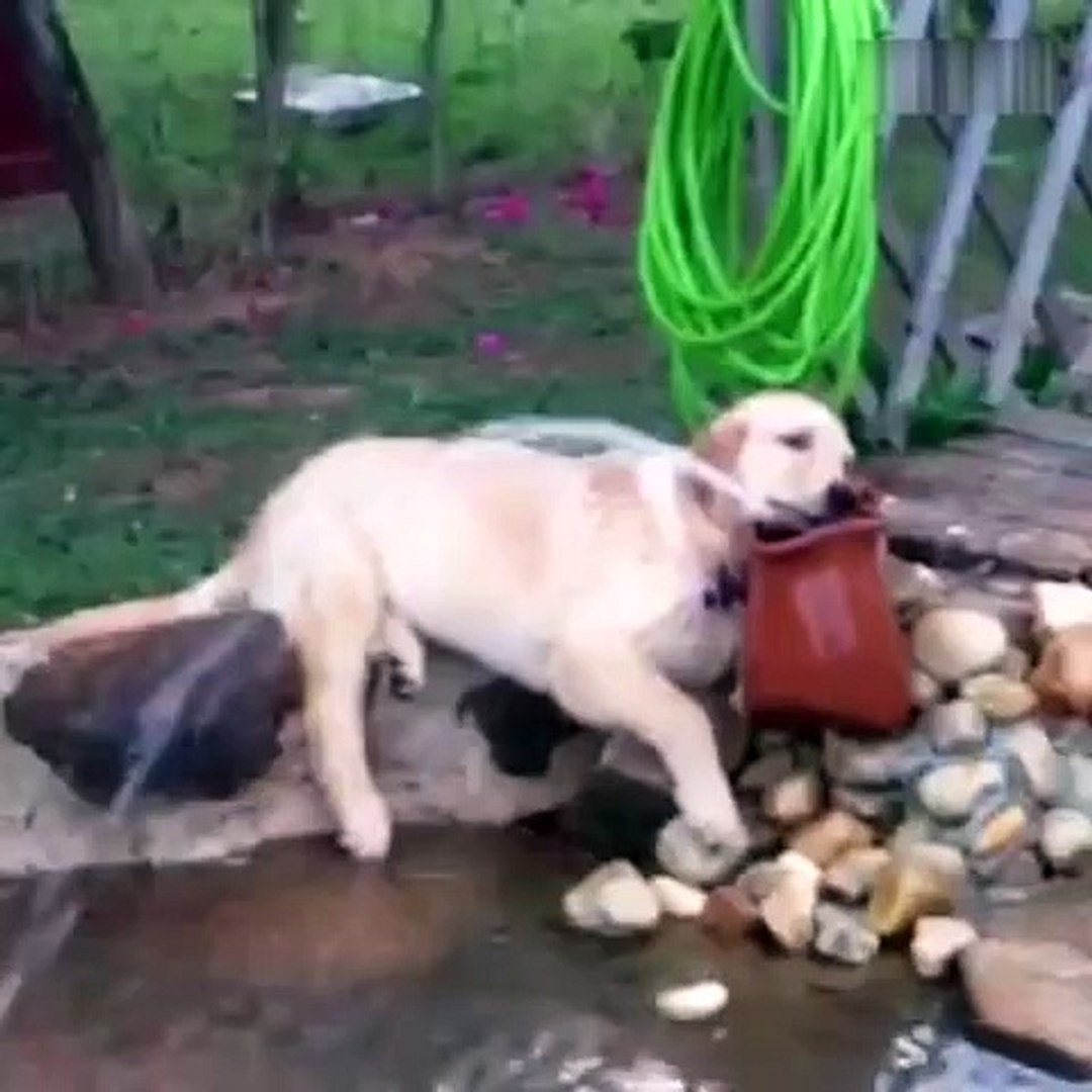 Lazy Pets