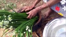 Village de la Nourriture  Oignon de Printemps fleur Recette de grand-mère | la Vie du Village