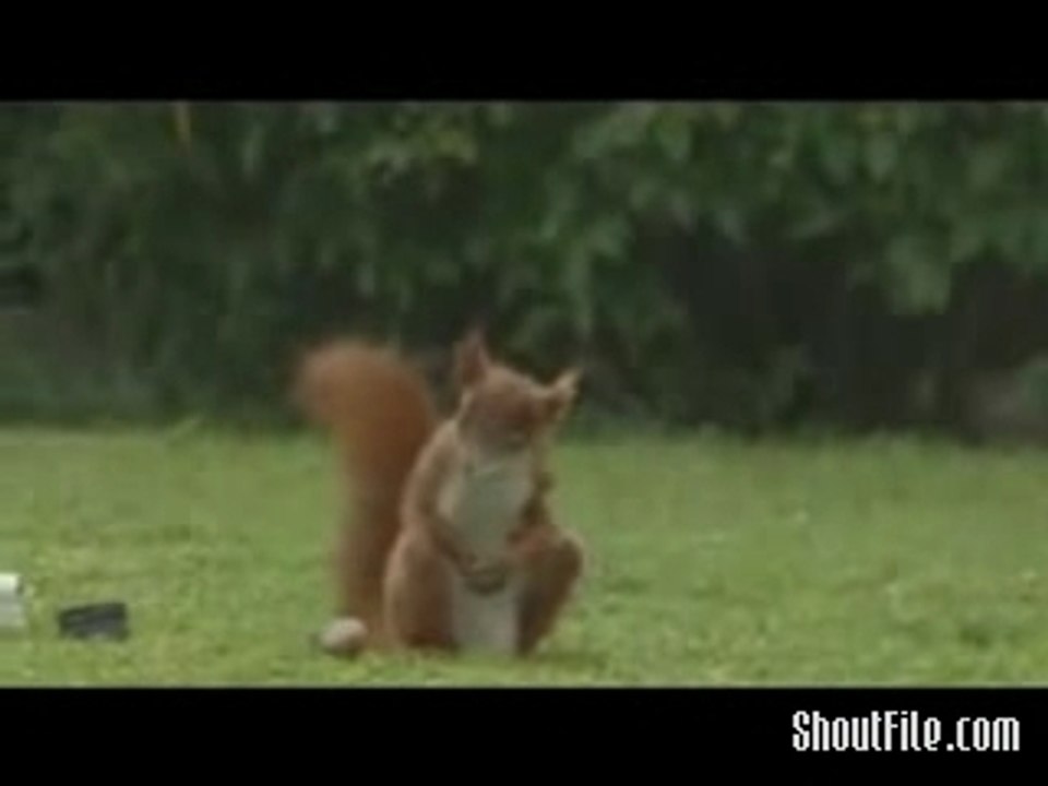 Soccer Squirrel