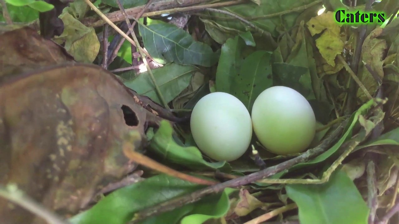 Strange bird nest, made on coffee tree