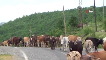 Çobanların yayla yolculuğu başladı