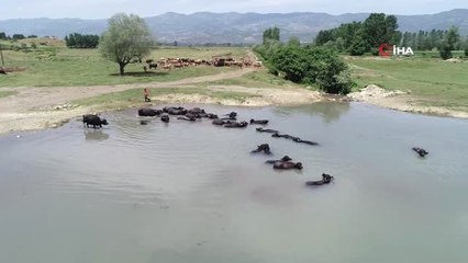 Afrika sıcaklarında suya girerek serinleyen mandalar havadan görüntülendi