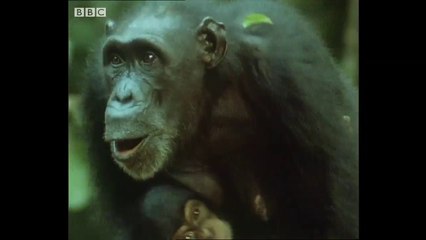 Chimps Hunt and Eat A Monkey - Trials Of Life -Documentary