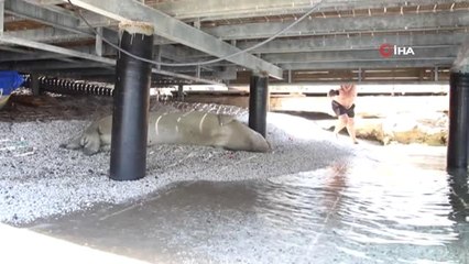 Doğal ortamında yaşamaya çalışan fok balığından rahatsız oldular