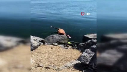 Pendik sahiline vuran ölü at görenleri şaşkına çevirdi