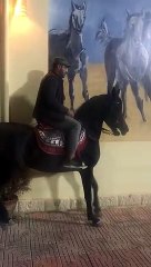 يا سقا قول الحق هو حصانك ولا لأ.. هل منعت النفسنة أحمد السقا من ذكر أسم حصان مصطفى شعبان فى برنامج عمرو أديب