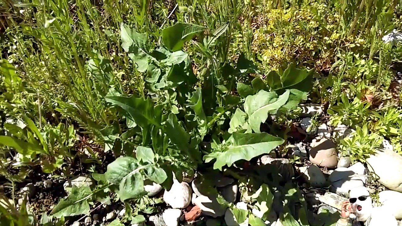 Mon Jardin En Permaculture Mai #FRICHE