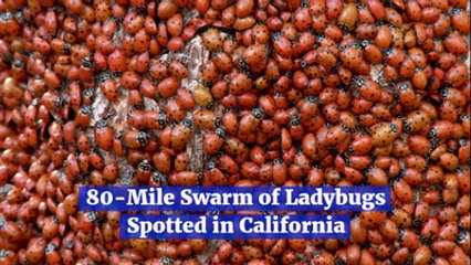 Lady Bugs Covered The Sky