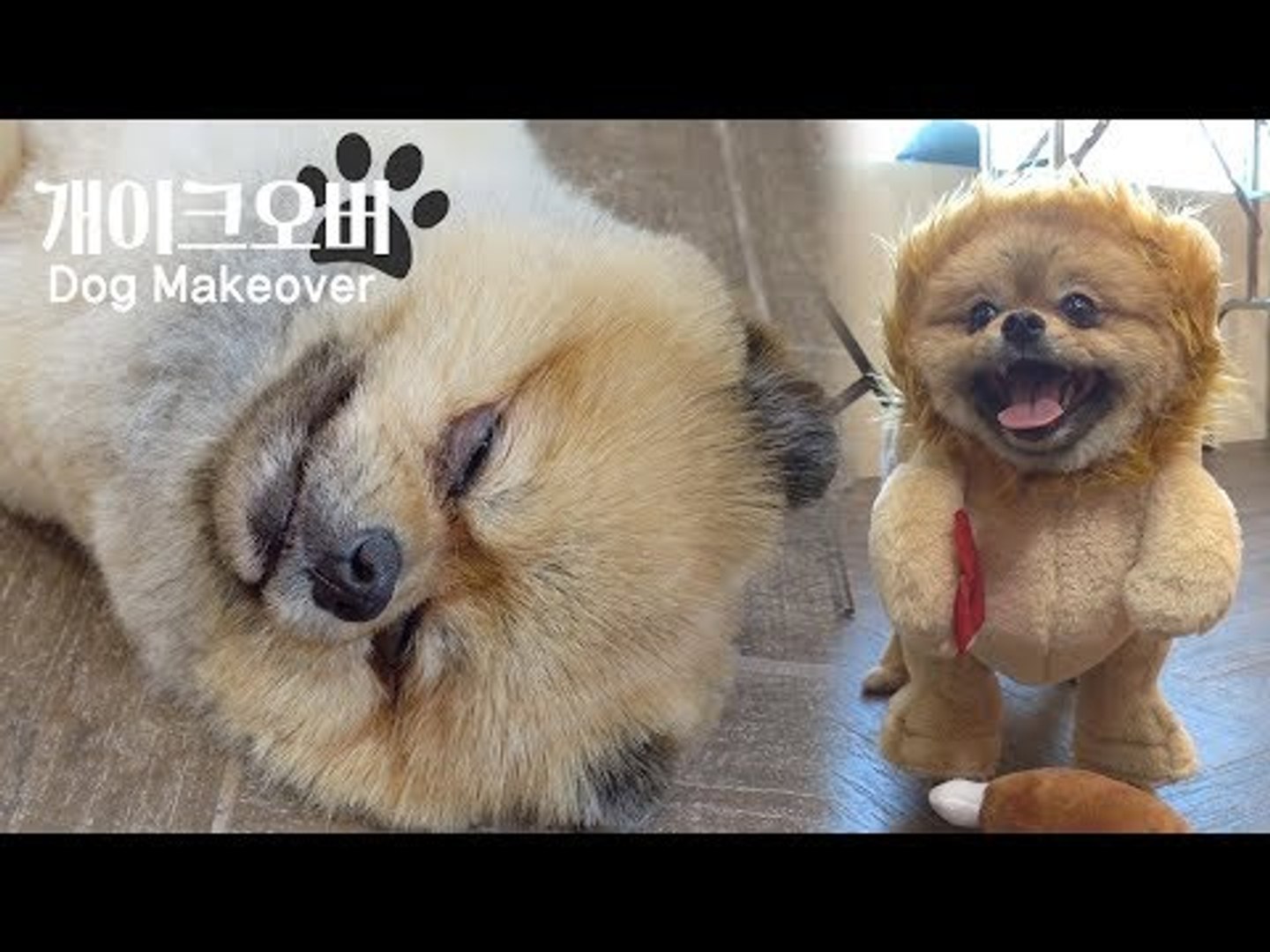 ⁣유튜브 스타 눕는개를 인형으로 바꿔봤더니 / pet grooming / This dog was a man in previous lives [개이크오버 EP3]