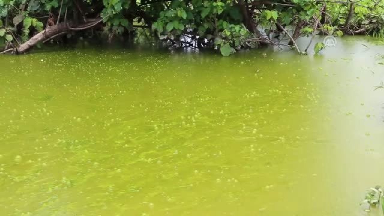 TEMİZ ÇEVRE TEMİZ SU - Yosun tutmuş çamurlu suları şap taşıyla temizleyip içiyorlar