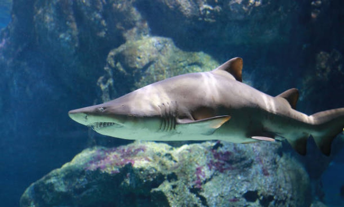 Hawaii to Introduce Bill to Ban Shark Killing