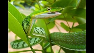 Ahetula Laudankia Snake appeared in Odisha after 100 years