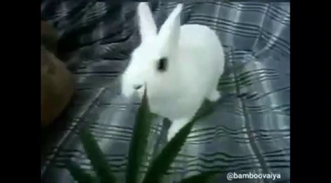 Кролик который ел коноплю как пользоваться браузером тор на телефон hidra