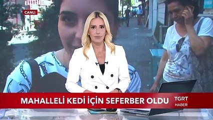 Download Video: Mahalleli Kedi İçin Seferber Oldu