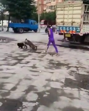 Un singe vole un vélo et s'enfuit, poursuivi par un chien... Bizarre