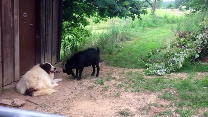 Une chèvre en colère embête un pauvre chien fatigué