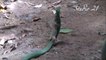 Un serpent vert capture un gecko mais le lézard ne se laisse pas faire