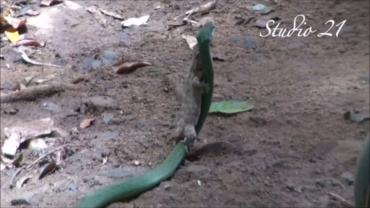 Un serpent vert capture un gecko mais le lézard ne se laisse pas faire