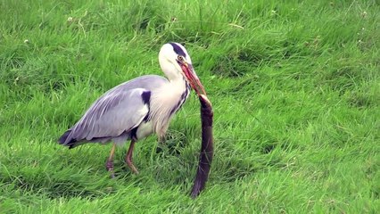 Un héron un peu trop gourmand veut avaler une anguille géante