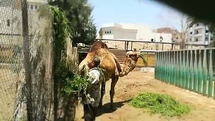African Camel Enjoys His Stay In Zoo Morning Daily Grass