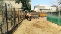 Female Camel Prefers Fresh Snacks By visitors