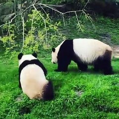 Trop adorable ! Admirez Yuanmeng le bébé Panda qui pèse déjà plus de 50kg !!