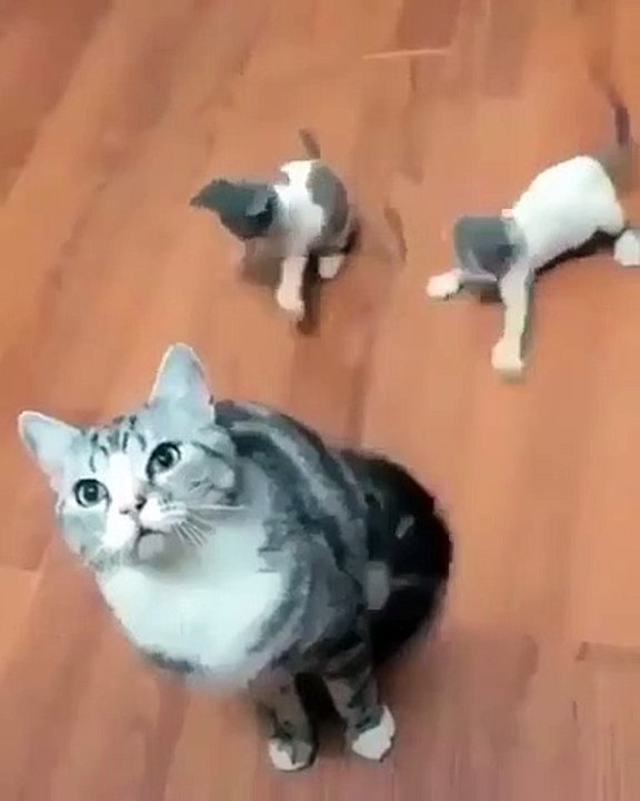 Ces chatons sont obsédés par la queue de leur mère. Vous allez trop rigoler !