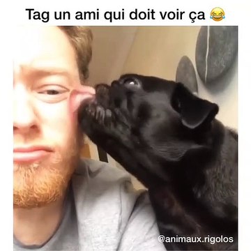 Ce chien adore lécher son maître mais n'aime pas quand c'est le contraire. Trop drôle !
