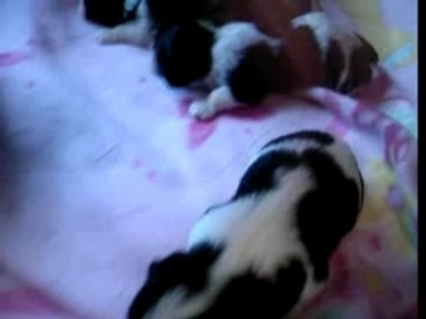 Nos bébés cavalier king charles ont 3 semaines