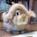 Regardez la drôle de coiffure de ce lapin, vous allez pouffer de rire !