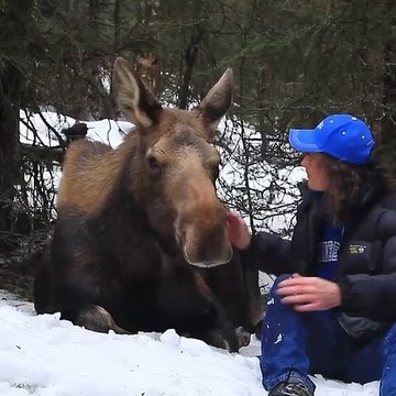 Admirez ce moment de rêve entre un élan et son éleveur !!