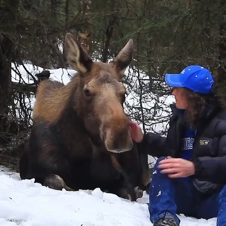 Admirez ce moment de rêve entre un élan et son éleveur !!