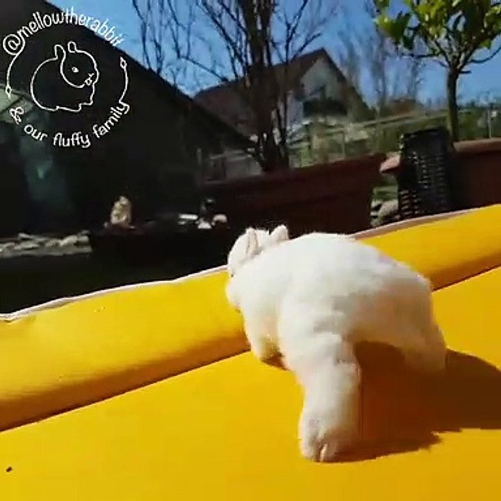 Ce bébé Dwarf de Netherland est à couper le souffle. Trop beau !