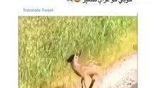 TopSaver237864591Small deer