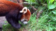 Red Panda Mei Mei Finds Treats