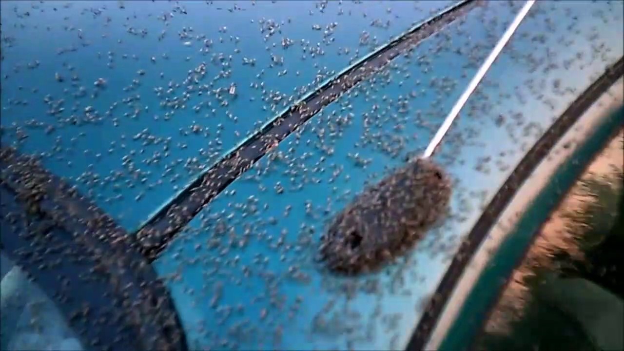 mch 89 citronella wristband test start 2m16sec bugs try to eat me alive.i take the test to the extreme.mega misquote repellent ever.canadian wilderness.blood sucking killer bugs.BUGS BUGS BUGS.