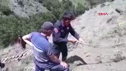 ERZURUM Otlarken dereye yuvarlanan inek merdivenden yapılan sedye ile kurtarıldı